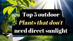 Top 5 outdoor plants that don't need direct sunlight