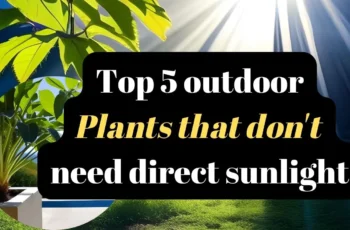 Top 5 outdoor plants that don’t need direct sunlight