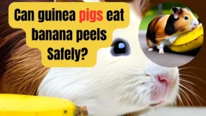 can guinea pigs eat banana peels