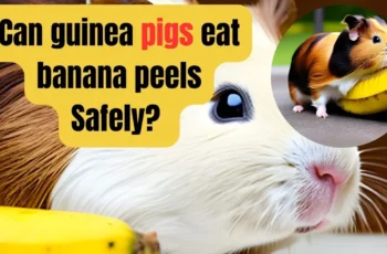 can guinea pigs eat banana peels?