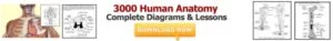 Human Anatomy & Physiology Course Fast: Dr. James Ross’s Ultimate Course! - Money Back! 6 Human Anatomy & Physiology Course by James Ross